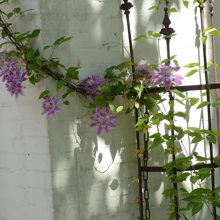 Im Reetdachhaus Hallerhus Apartman